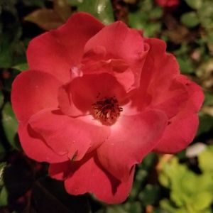 Meet your Posher, Elensa